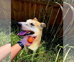 Small Carolina Dog-Shiba Inu Mix