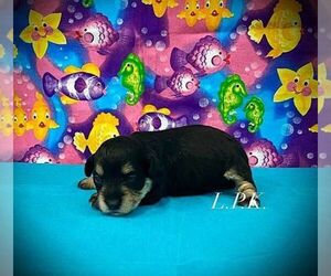 Schnoodle (Miniature) Puppy for sale in WINNSBORO, LA, USA