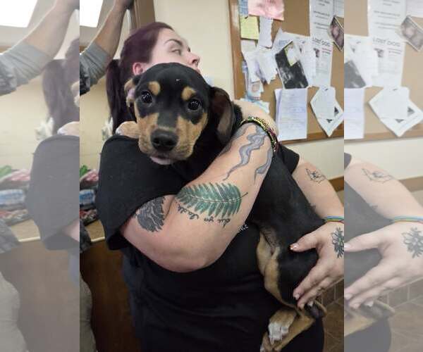 Medium Photo #1 Mutt Puppy For Sale in Martinsburg, WV, USA