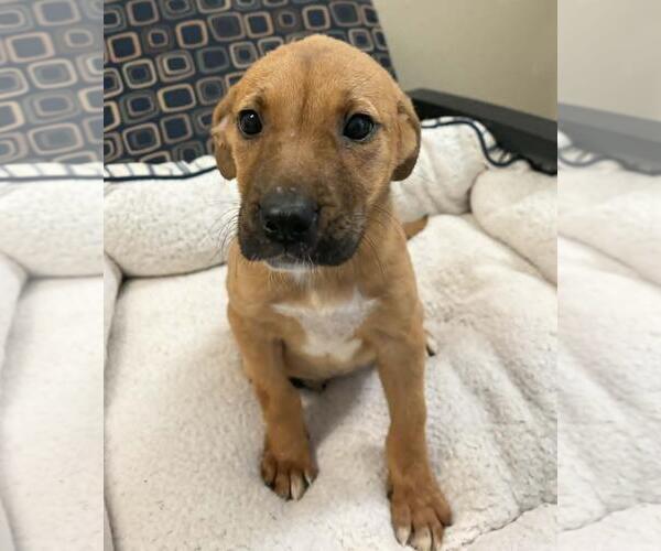 Medium Photo #5 Labrador Retriever-Unknown Mix Puppy For Sale in Rockwall, TX, USA