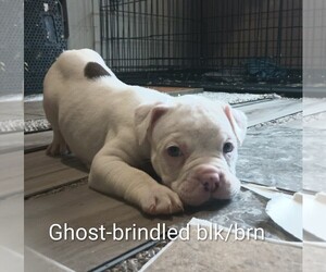 Olde English Bulldogge Puppy for sale in VERSAILLES, IL, USA