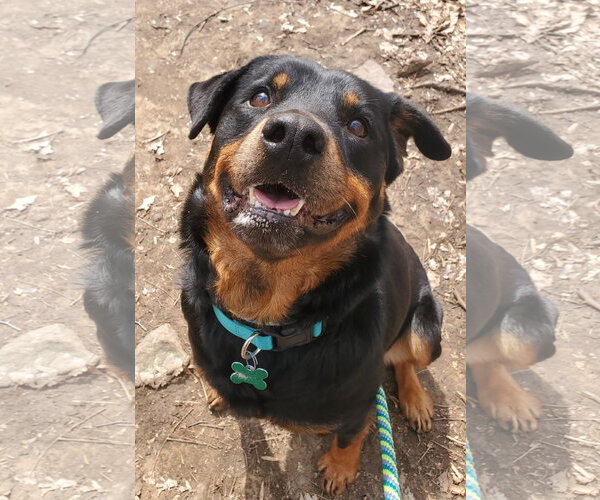 Medium Photo #9 Rottweiler Puppy For Sale in Rockaway, NJ, USA