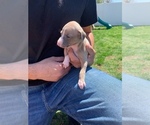 Small Photo #3 Italian Greyhound Puppy For Sale in EAST FARMINGDALE, NY, USA