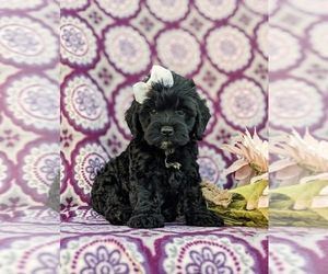 Cock-A-Poo Puppy for sale in NEW HOLLAND, PA, USA