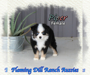 Miniature Australian Shepherd Puppy for sale in FORESTBURG, TX, USA