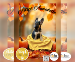 Small German Shepherd Dog