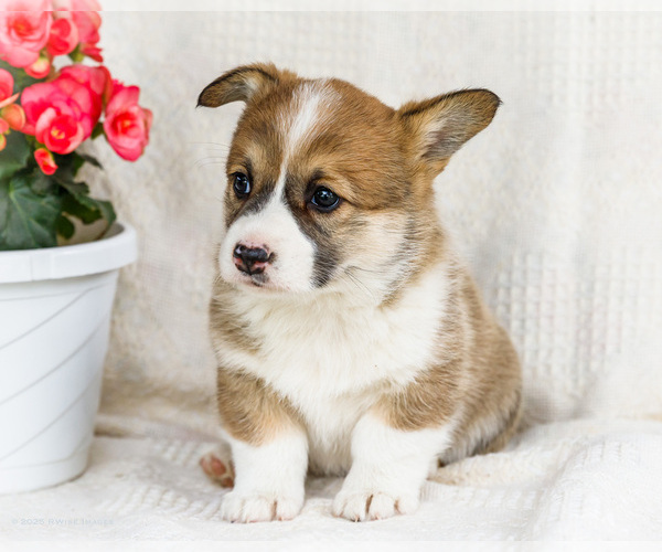 Medium Photo #2 Pembroke Welsh Corgi Puppy For Sale in WAKARUSA, IN, USA