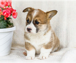 Small #1 Pembroke Welsh Corgi