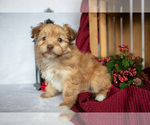 Small #2 Havanese