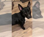 Small #8 Cardigan Welsh Corgi-German Shepherd Dog Mix