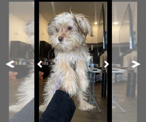 Shorkie Tzu Puppy for sale in PEARLAND, TX, USA