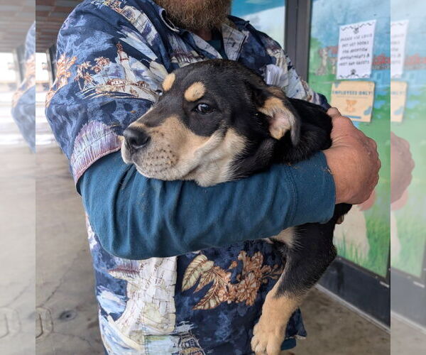 Medium Photo #1 Mutt Puppy For Sale in Chico, CA, USA