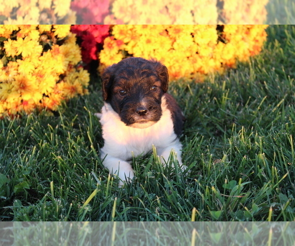 Medium Photo #2 Saint Berdoodle Puppy For Sale in EVART, MI, USA