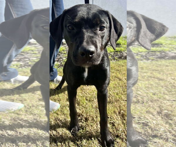 Medium Photo #4 Labrador Retriever-Unknown Mix Puppy For Sale in Munford, TN, USA