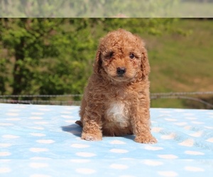 Goldendoodle Puppy for sale in UNION CITY, TN, USA