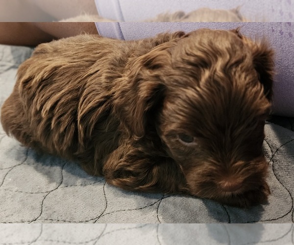 Medium Photo #4 YorkiePoo Puppy For Sale in BLUE MOUND, TX, USA