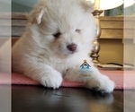 Small Photo #42 Pomeranian-Pomsky Mix Puppy For Sale in RAMSEY, MN, USA
