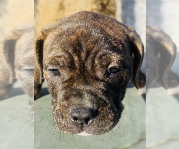 Medium Photo #7 American Bully Puppy For Sale in GROVE CITY, MN, USA