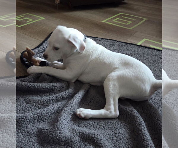 Medium Photo #2 Boxer-Unknown Mix Puppy For Sale in Brooklyn Center, MN, USA