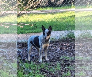 Mutt Dogs for adoption in Petaluma, CA, USA