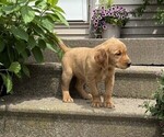 Small #2 Golden Retriever