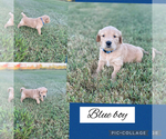 Small #2 Golden Retriever