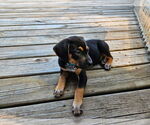 Small #7 Doberman Pinscher Mix