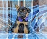 Small Photo #3 German Shepherd Dog Puppy For Sale in ELKTON, MD, USA