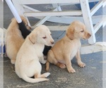 Small #9 Labrador Retriever