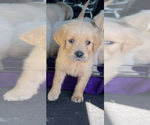 Small Photo #8 Golden Retriever Puppy For Sale in MERCED, CA, USA