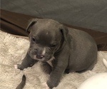 Small #26 American Pit Bull Terrier