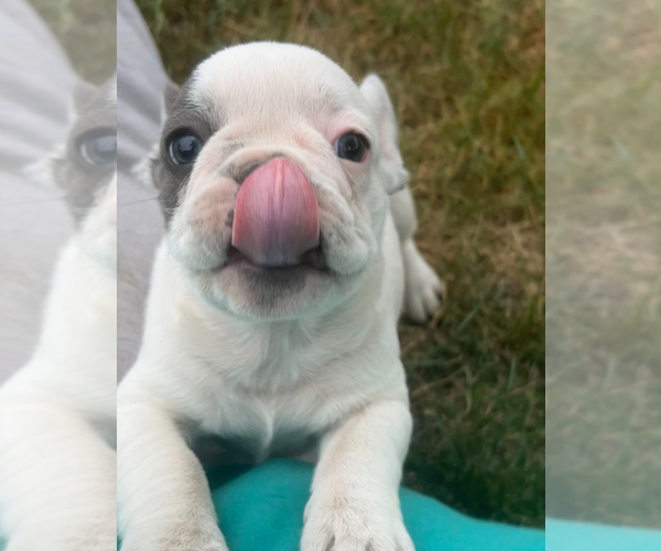 Medium Photo #2 French Bulldog Puppy For Sale in MILLVILLE, MN, USA