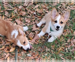 Pembroke Welsh Corgi Puppy for sale in HILLIARD, FL, USA