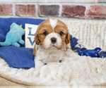 Small #18 Cavalier King Charles Spaniel