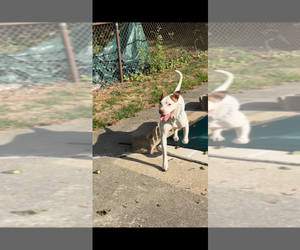 Father of the American Bully-American Staffordshire Terrier Mix puppies born on 09/23/2025