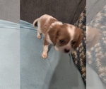 Puppy Hartley Cavalier King Charles Spaniel