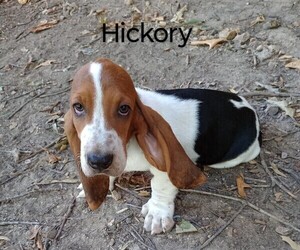 Basset Hound Puppy for sale in MOUNTAIN VIEW, AR, USA