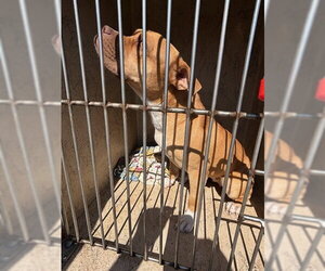 Boxer-Unknown Mix Dogs for adoption in Oklahoma City, OK, USA