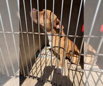 COOKIE - Female Boxer-Unknown Mix Dog for Adoption - Small photo