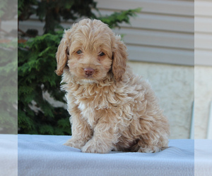 Cocker Spaniel-Poodle (Miniature) Mix Puppy for sale in HONEY BROOK, PA, USA