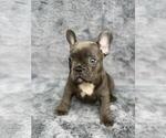Small Photo #5 French Bulldog Puppy For Sale in PHILA, PA, USA