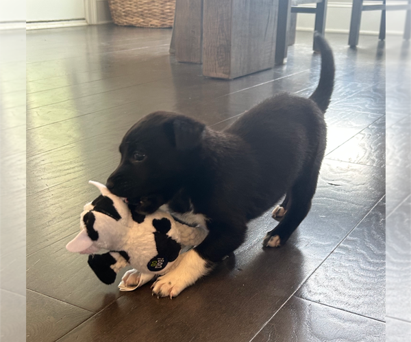 Medium Photo #6 American Staffordshire Terrier-Unknown Mix Puppy For Sale in Holly Springs, NC, USA