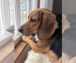 Small Photo #2 Beagle Puppy For Sale in Crystal, MN, USA