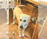 Small #3 Great Pyrenees Mix