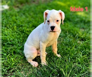 Boxer Puppy for sale in PELZER, SC, USA