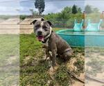 Small #1 American Pit Bull Terrier