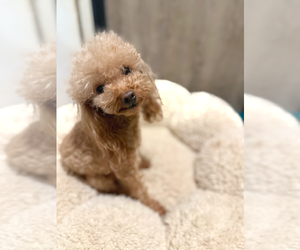 Poodle (Toy) Puppy for sale in PARADISE VALLEY, AZ, USA