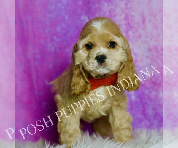 Medium Photo #3 Cocker Spaniel Puppy For Sale in WARSAW, IN, USA