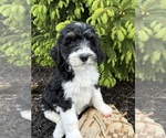 Small #2 Bernedoodle