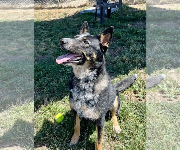 Medium Photo #3 Mutt Puppy For Sale in Emmett, ID, USA